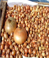 Лук-севок Штуттгартер Ризен (14/17) 0,5 кг+/-10%