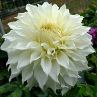 Георгина Вайт Перфекшн 1шт/Dahlia White Perfection