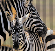 02-26 Штора в ванную комнату Brimix, Зебра,  без колец, 1,8*2,0м