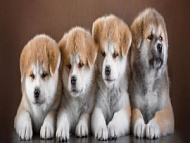 Милая компания/ЛЮКС  97*272 см (4 листа)/Новосибирск